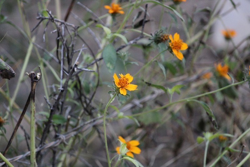 Sclerocarpus spatulatus photo 2