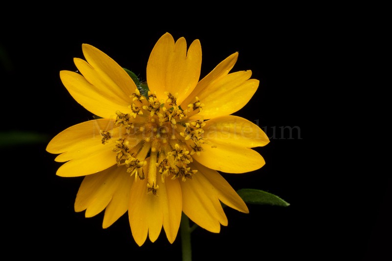 Sclerocarpus spatulatus photo 4