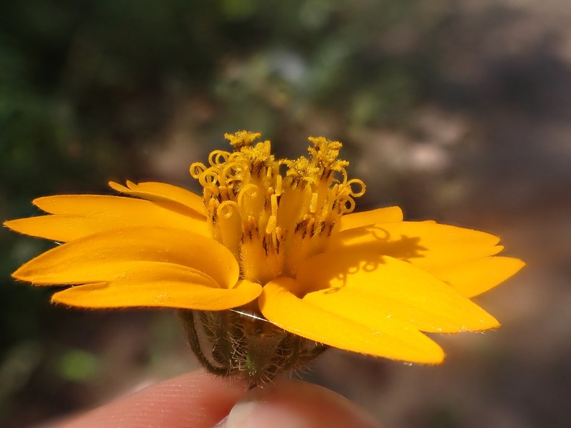 Sclerocarpus spatulatus photo 6