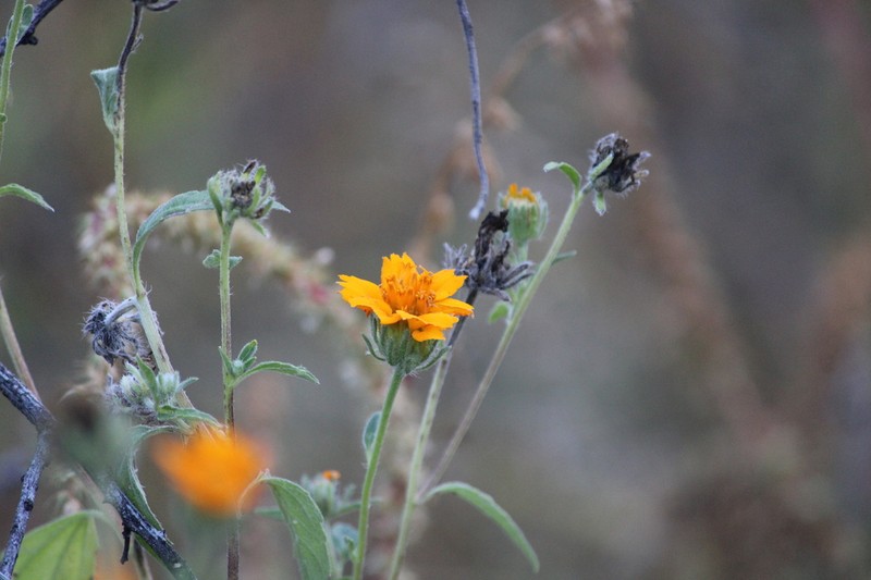 Sclerocarpus spatulatus photo 7