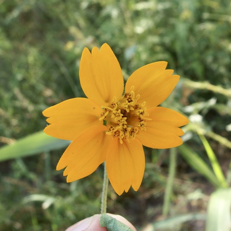 Sclerocarpus spatulatus photo 8