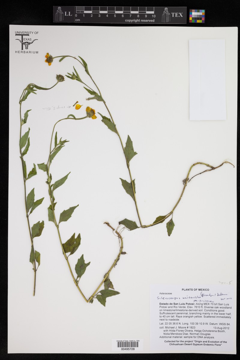 Sclerocarpus uniserialis var. frutescens