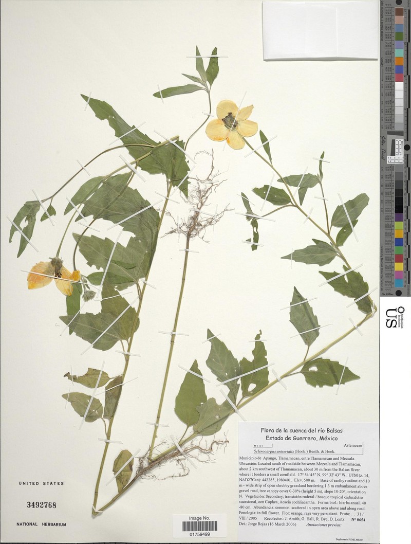 Sclerocarpus uniserialis var. frutescens photo 2