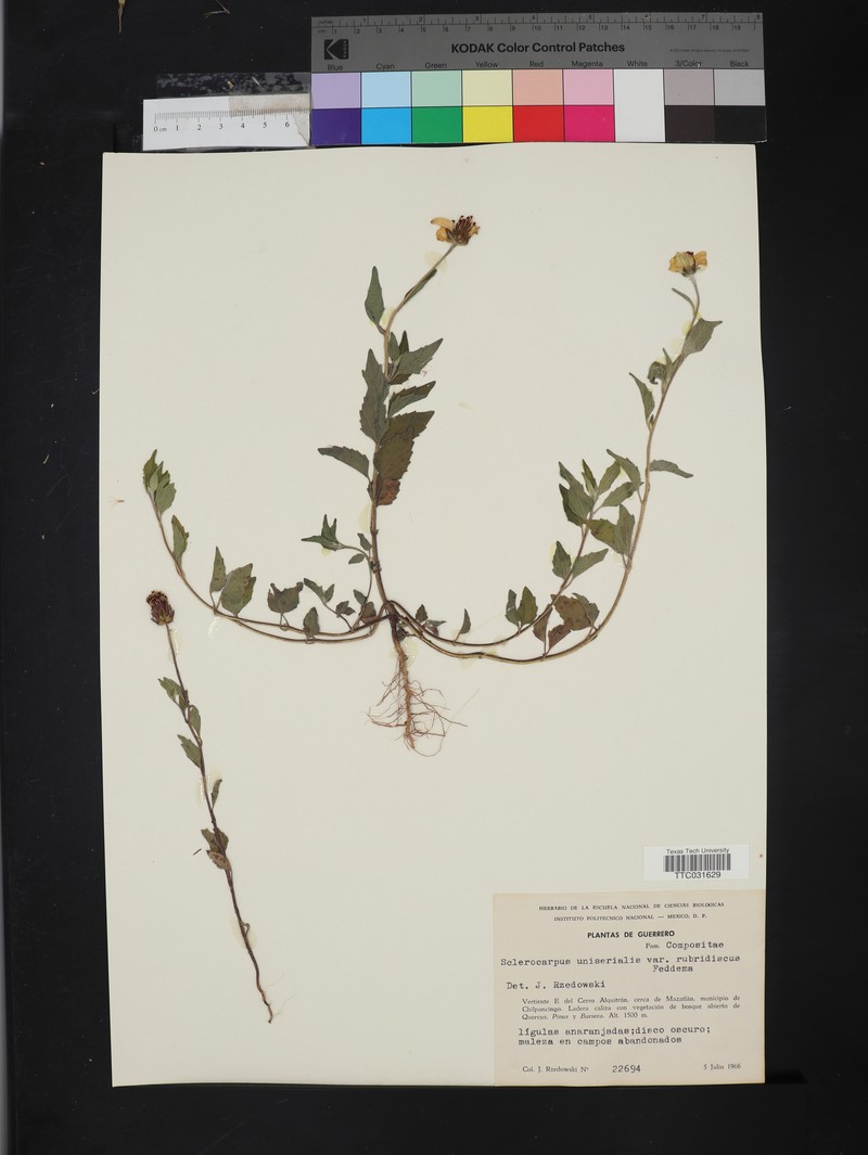 Sclerocarpus uniserialis var. rubridiscus