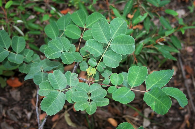 Marula