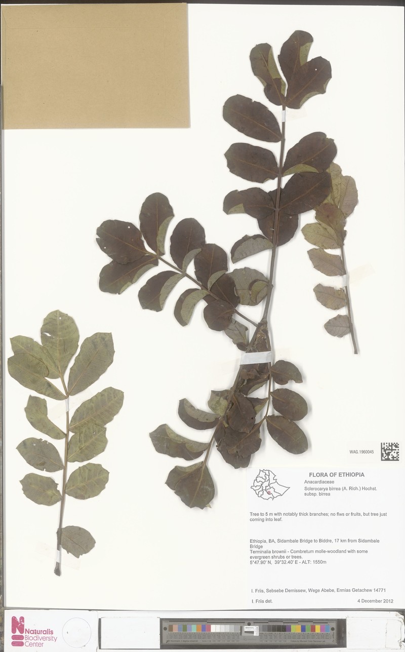Sclerocarya birrea subsp. birrea