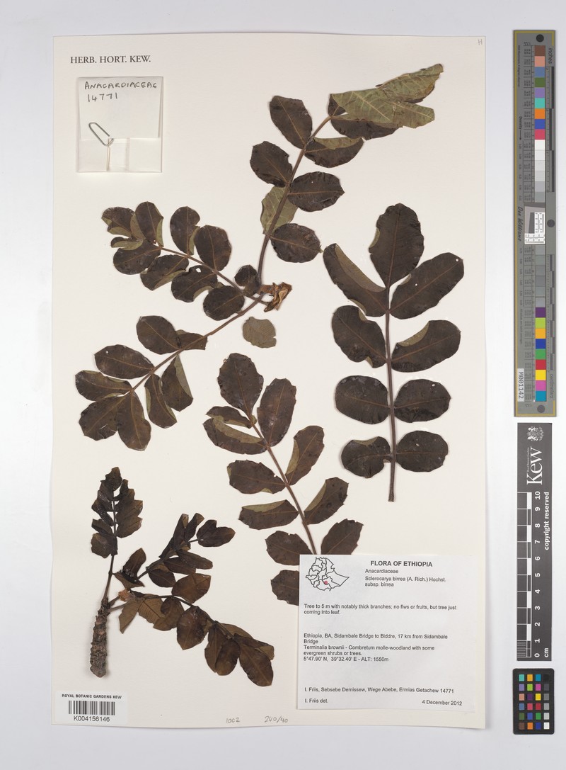 Sclerocarya birrea subsp. birrea photo 2