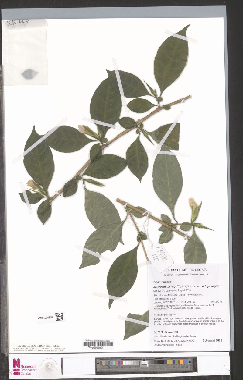 Sclerochiton vogelii subsp. vogelii