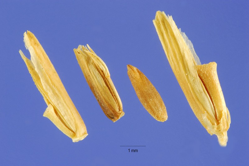 Common Hardgrass photo 2