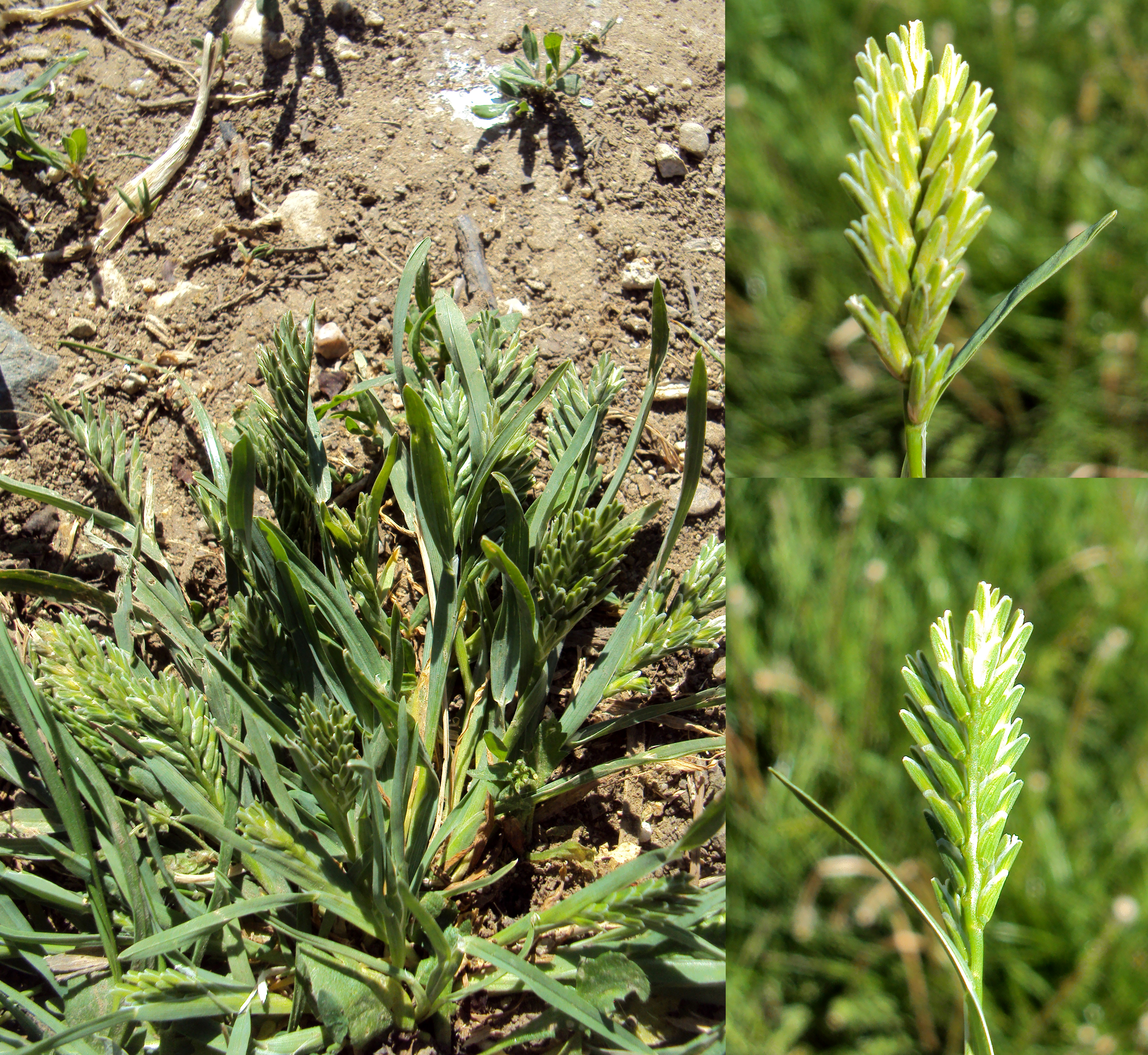 Common Hardgrass photo 5