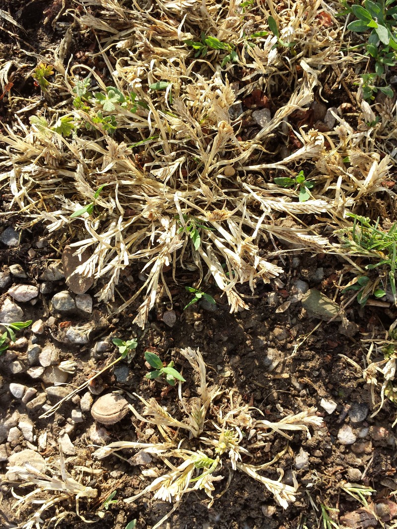 Common Hardgrass photo 3
