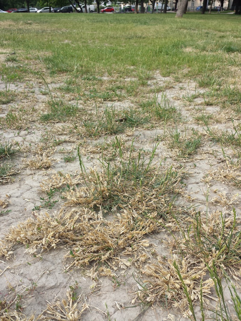 Common Hardgrass photo 4