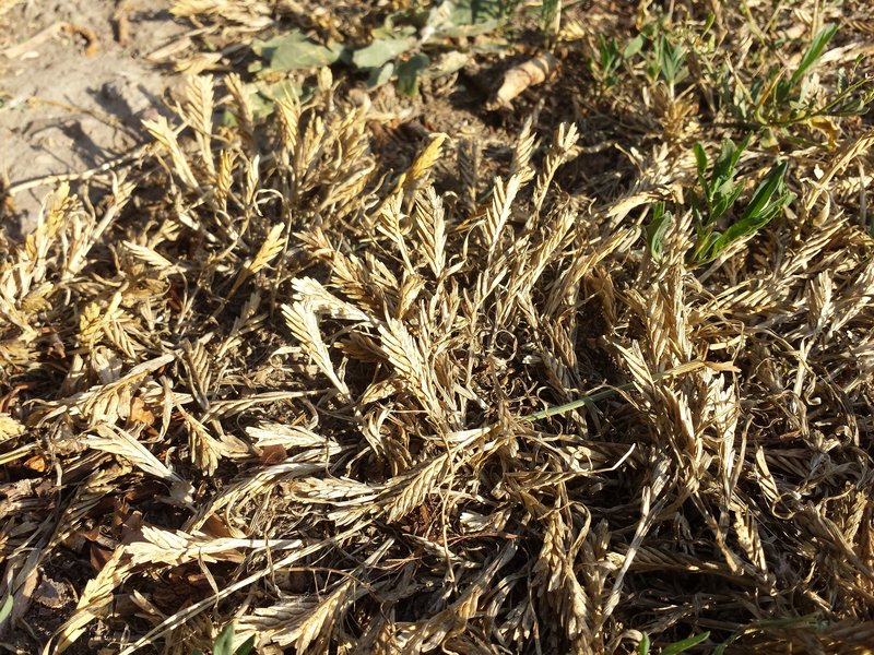 Common Hardgrass photo 6