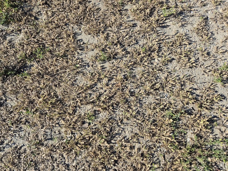 Common Hardgrass photo 7