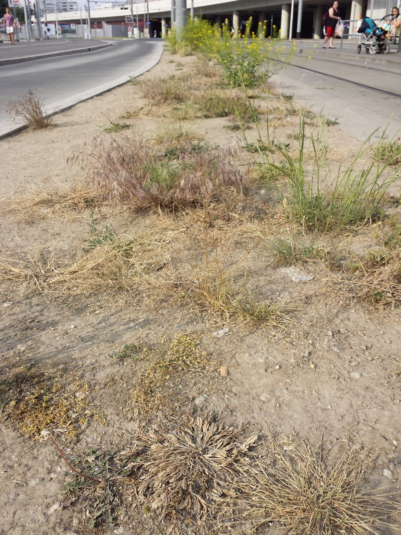 Common Hardgrass photo 8