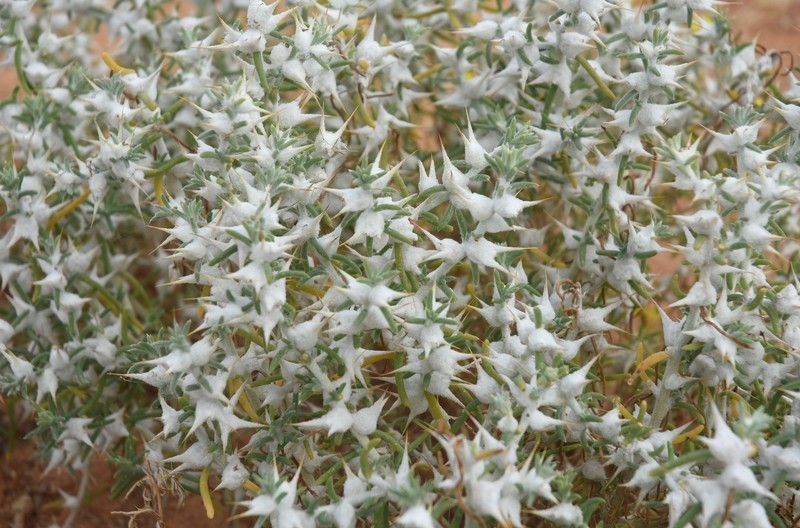 Sclerolaena bicornis var. bicornis
