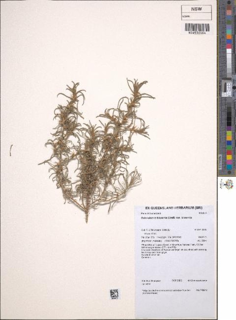 Sclerolaena bicornis var. bicornis photo 2