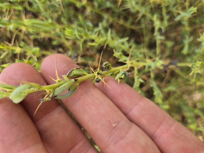 Sclerolaena muricata var. muricata