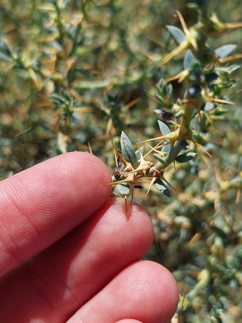 Sclerolaena muricata var. muricata photo 2