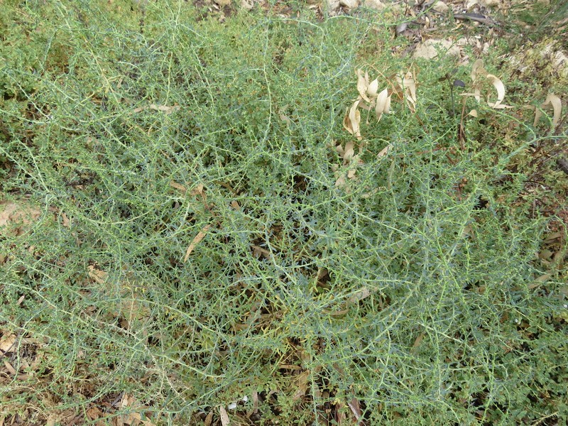 Sclerolaena muricata var. muricata photo 3