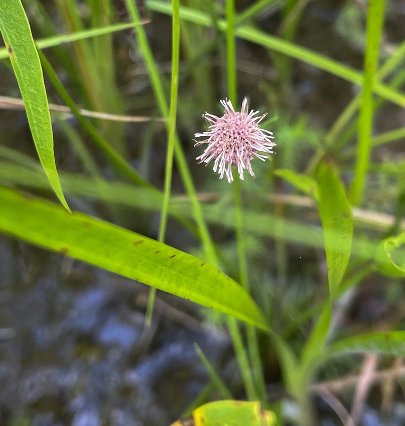 Pink Bogbutton photo 6