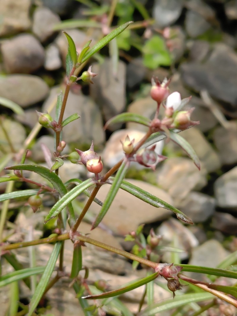 Scleromitrion brachypodum
