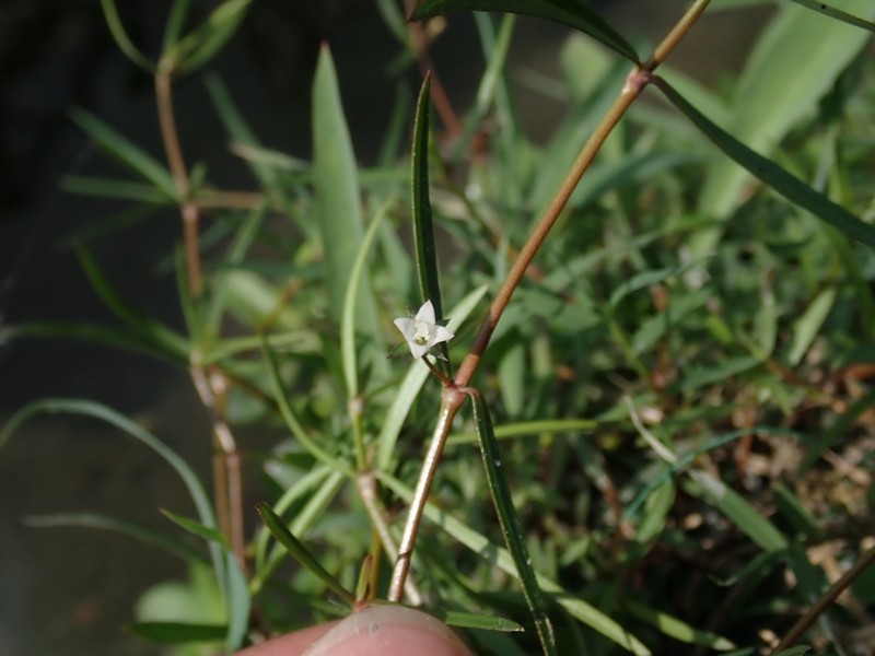 Scleromitrion brachypodum photo 2