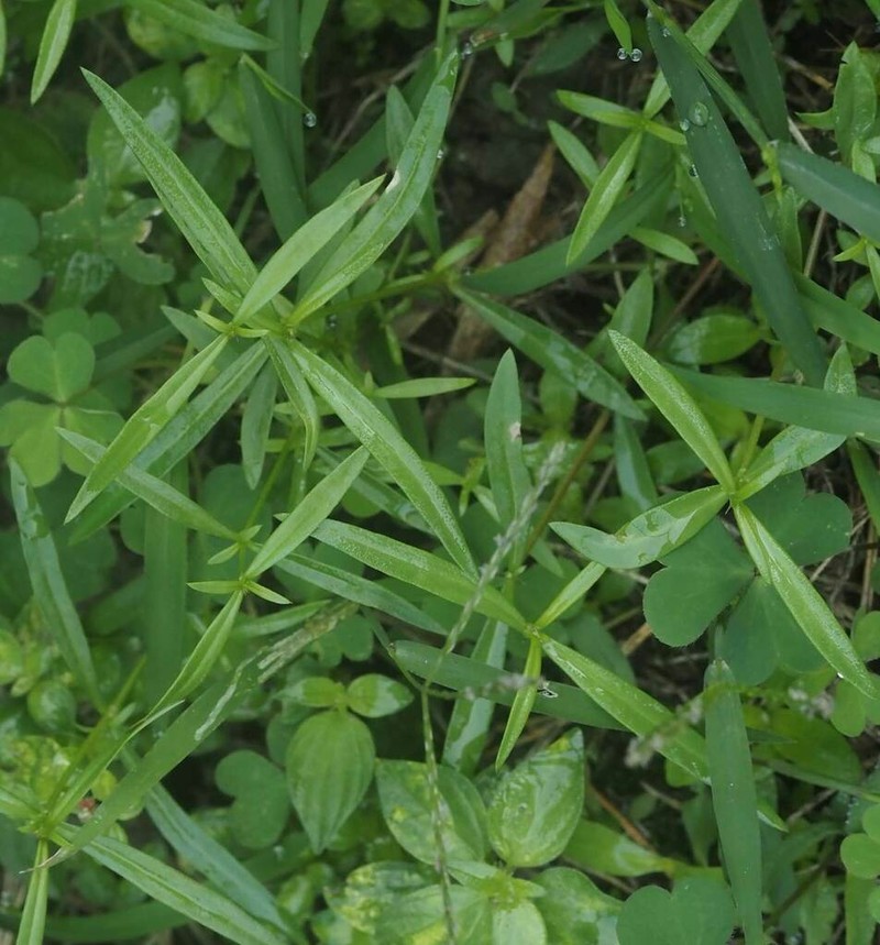 Scleromitrion brachypodum photo 3