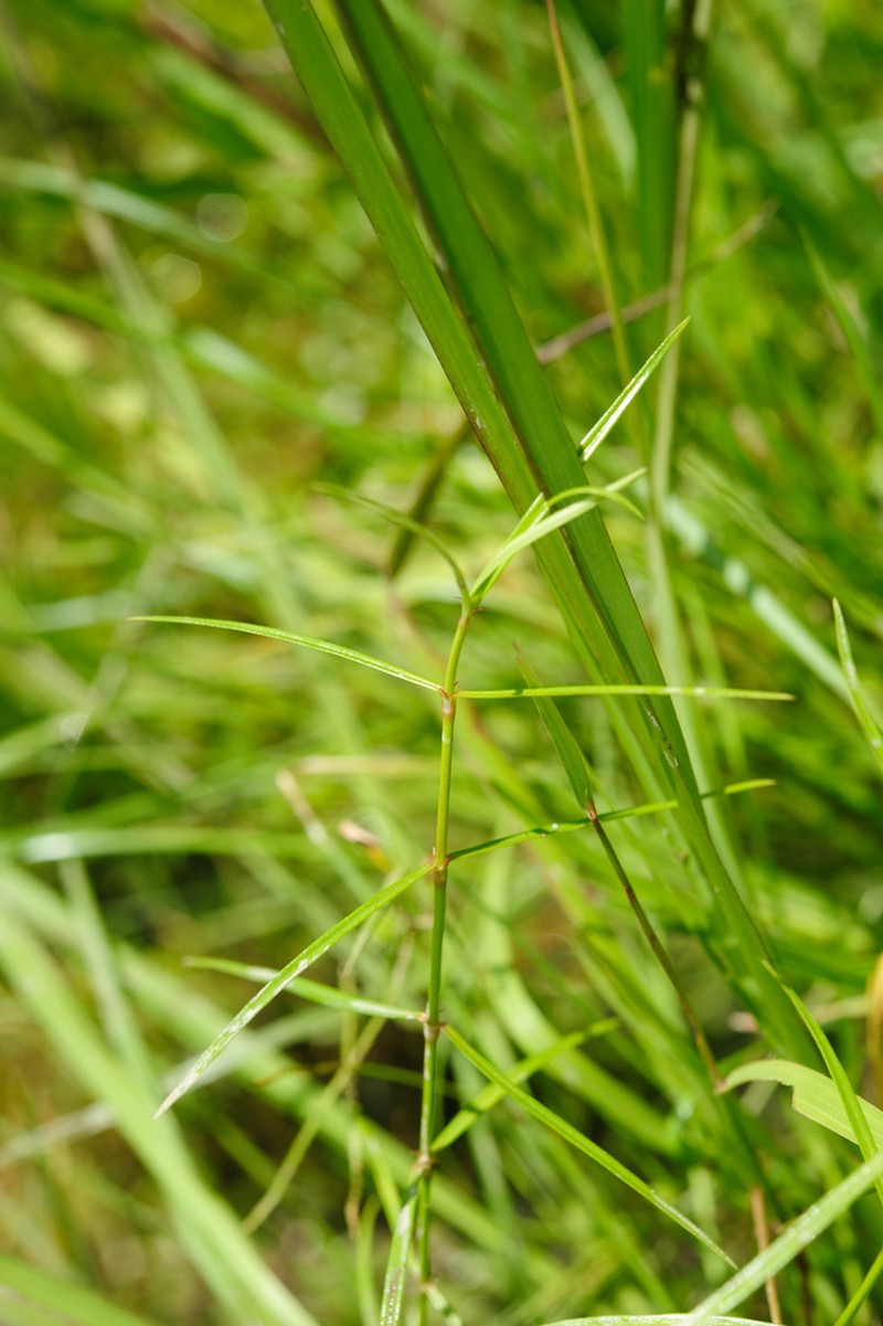 Scleromitrion brachypodum photo 4