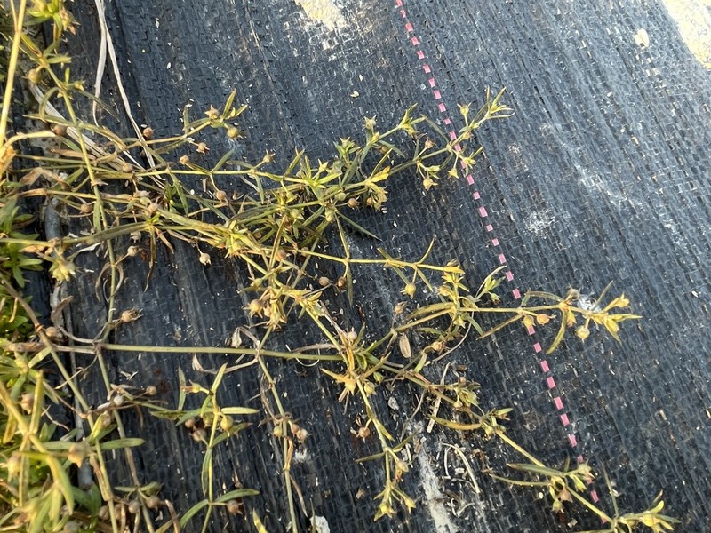 Scleromitrion brachypodum photo 5