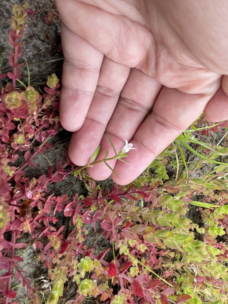 Scleromitrion brachypodum photo 6