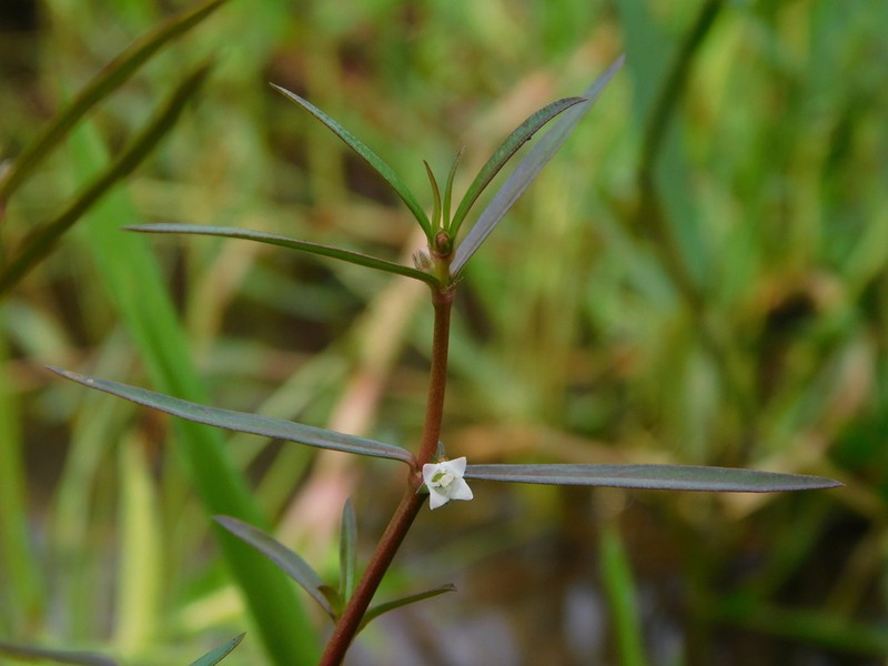 Scleromitrion brachypodum photo 8