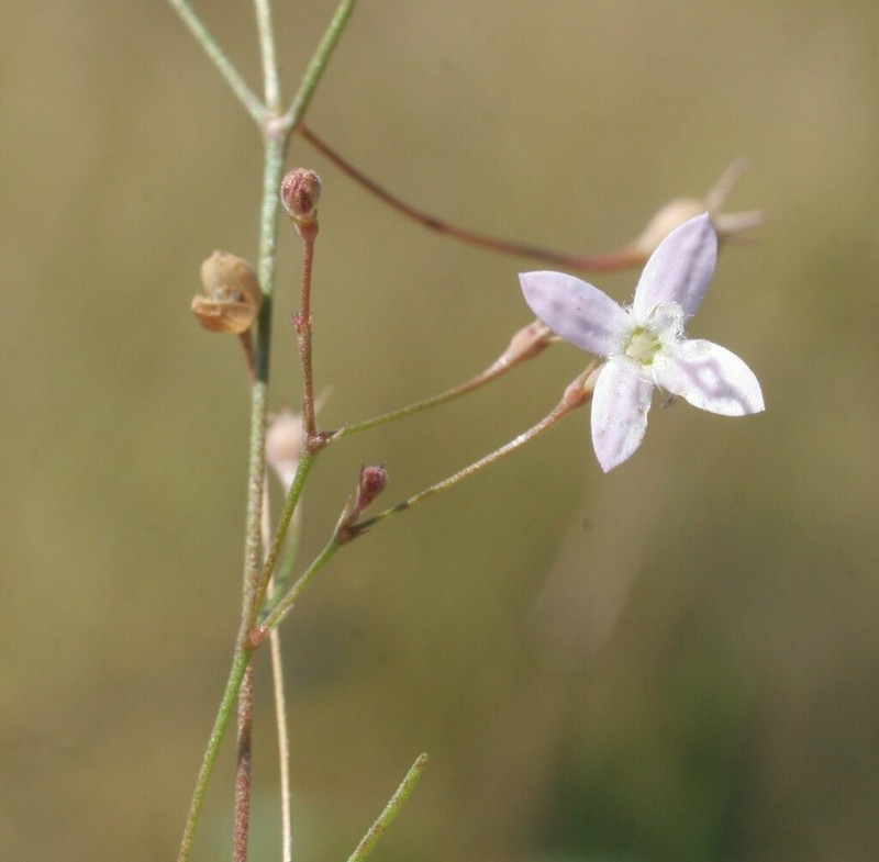 Scleromitrion delicatum