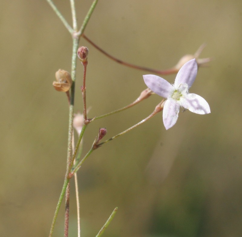 Scleromitrion delicatum photo 2