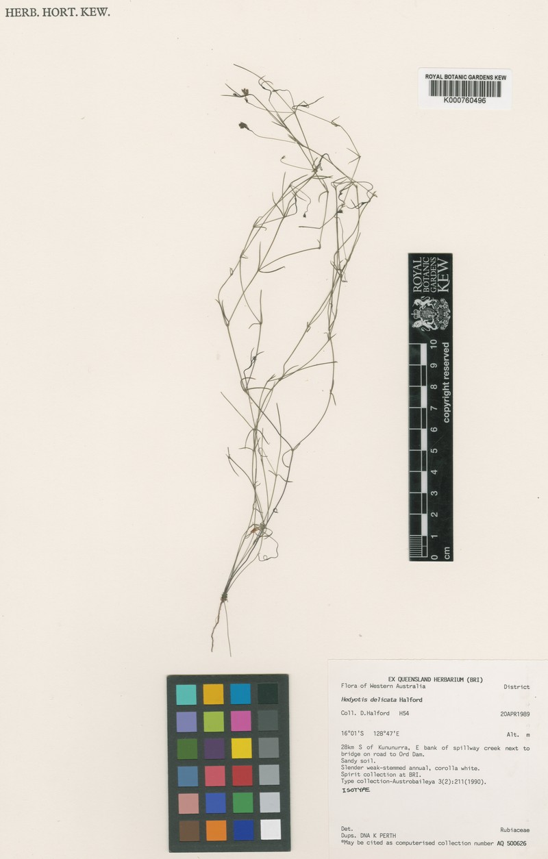 Scleromitrion delicatum photo 3