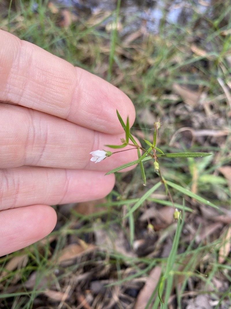 Scleromitrion galioides