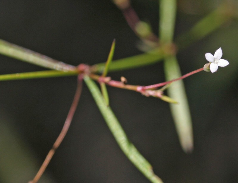 Scleromitrion galioides photo 2