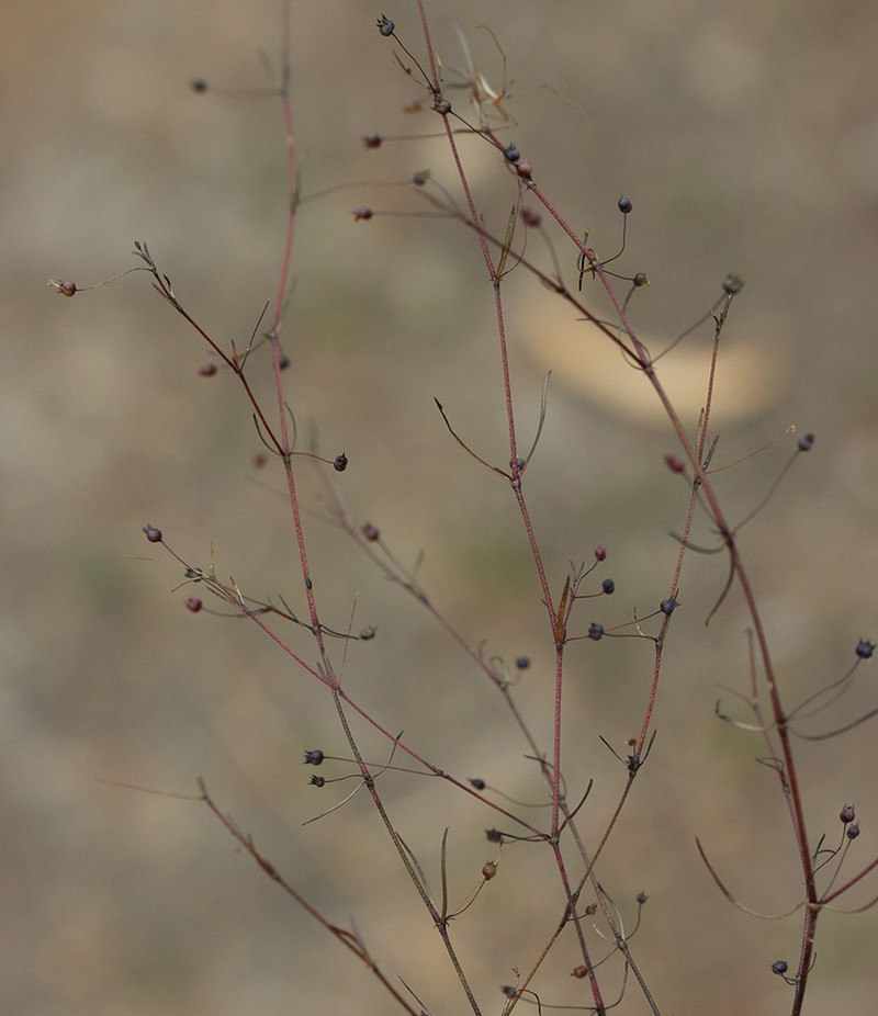 Scleromitrion galioides photo 3