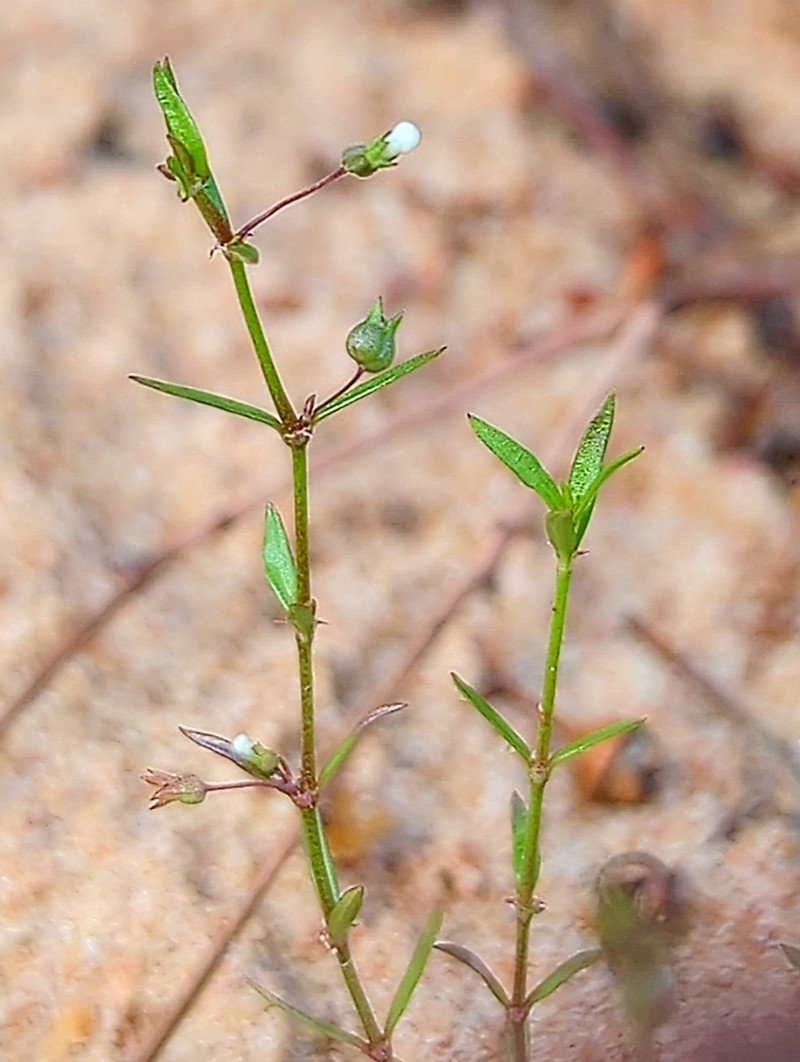 Scleromitrion galioides photo 4