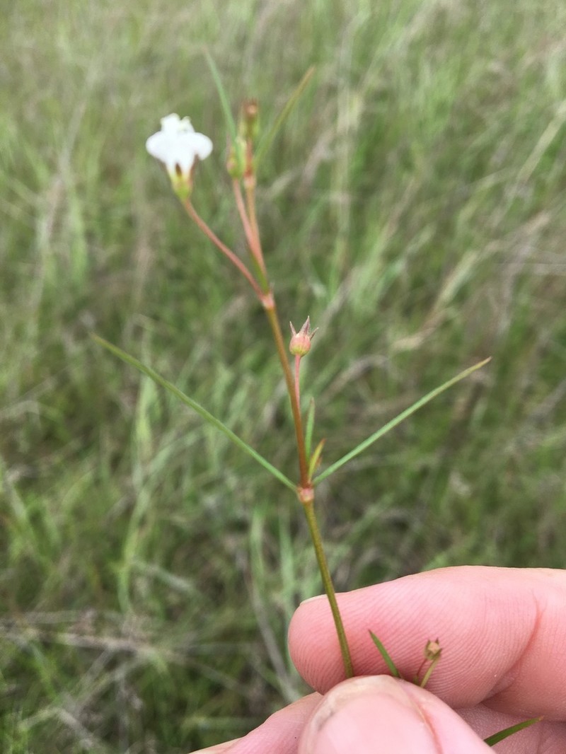 Scleromitrion galioides photo 6