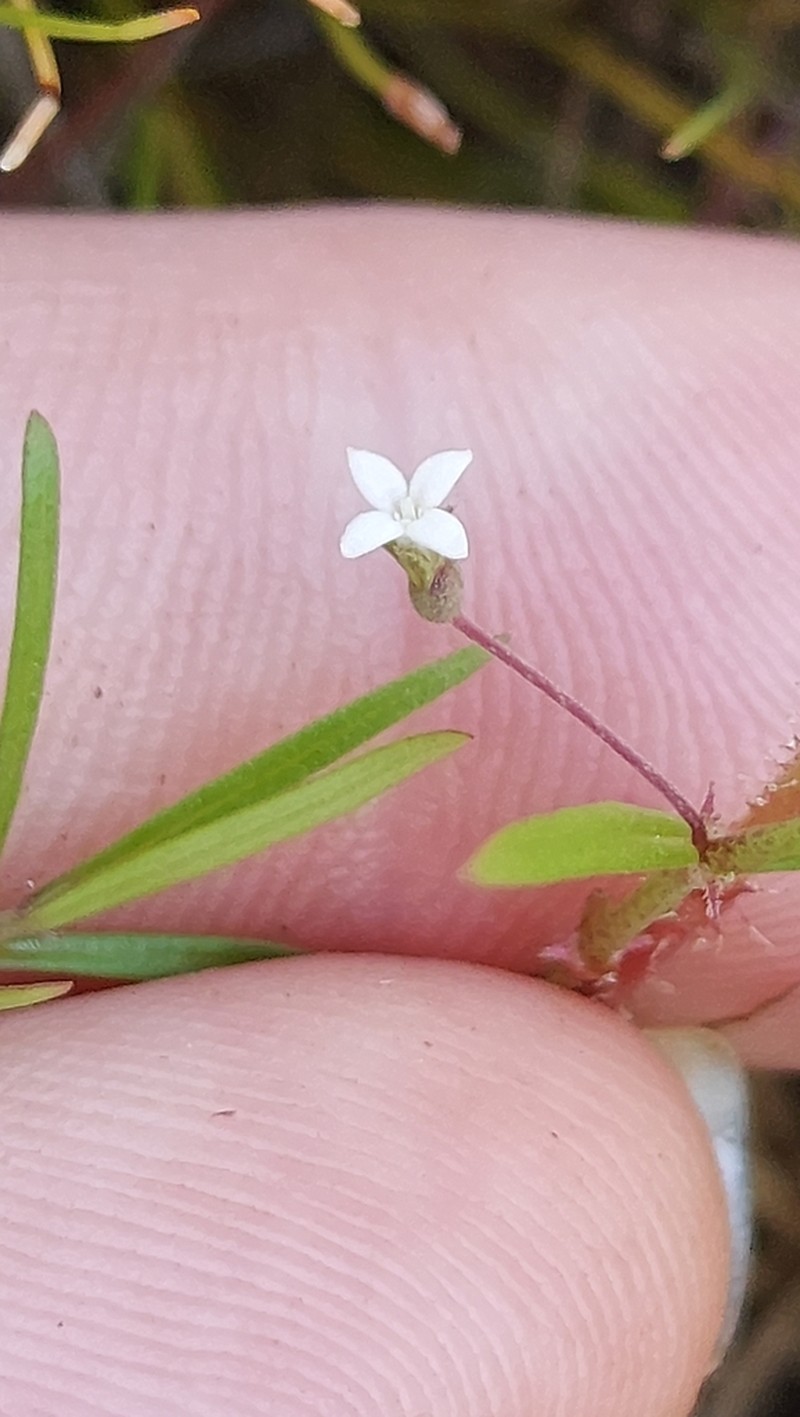 Scleromitrion galioides photo 7