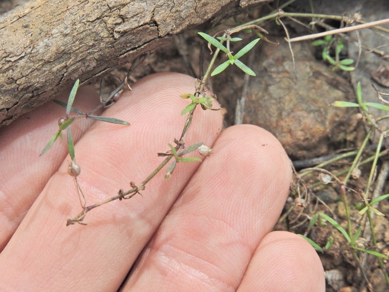 Scleromitrion galioides photo 8