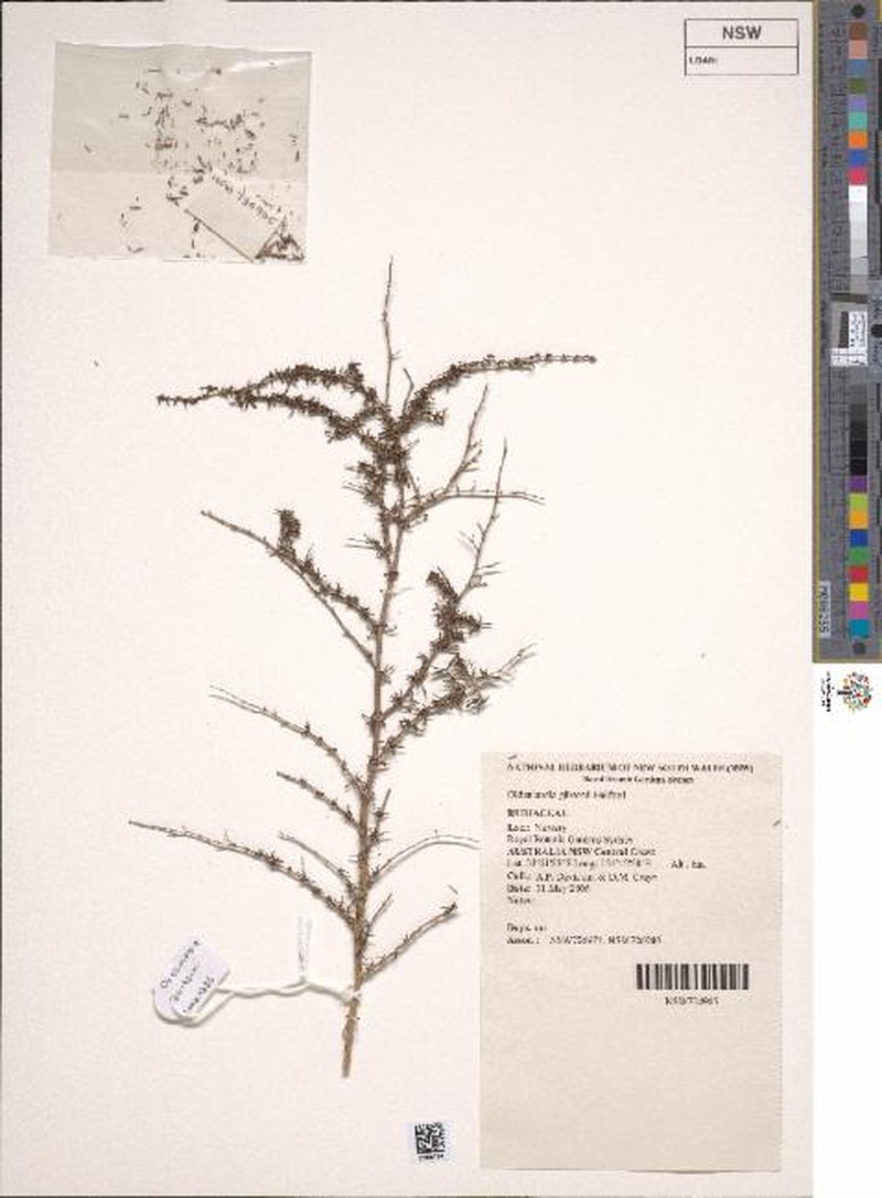 Scleromitrion gibsonii