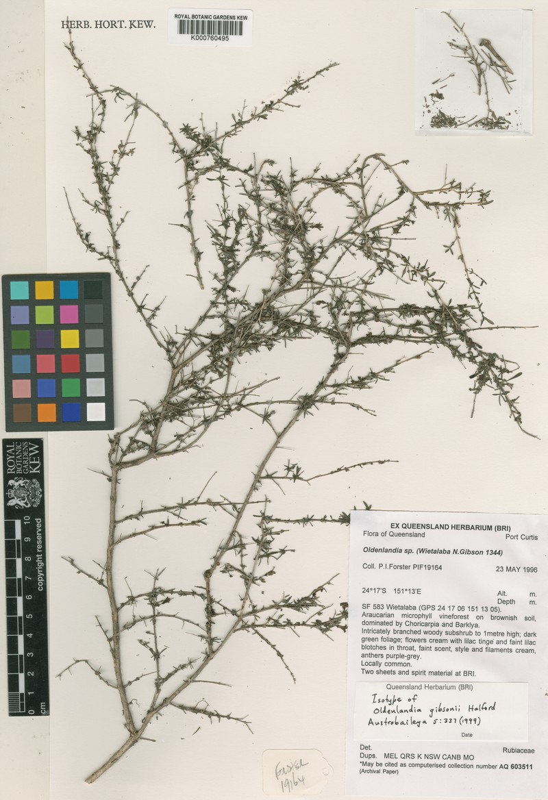 Scleromitrion gibsonii photo 2