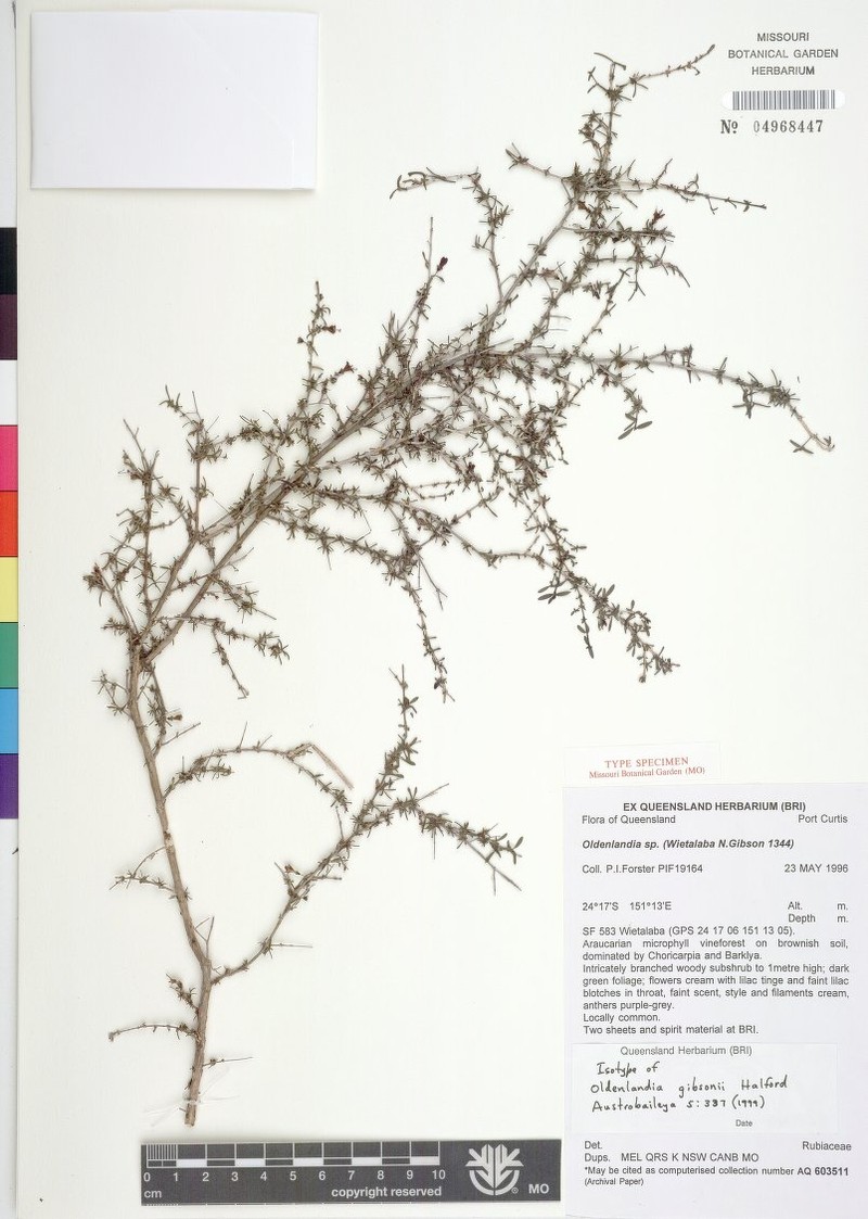 Scleromitrion gibsonii photo 3