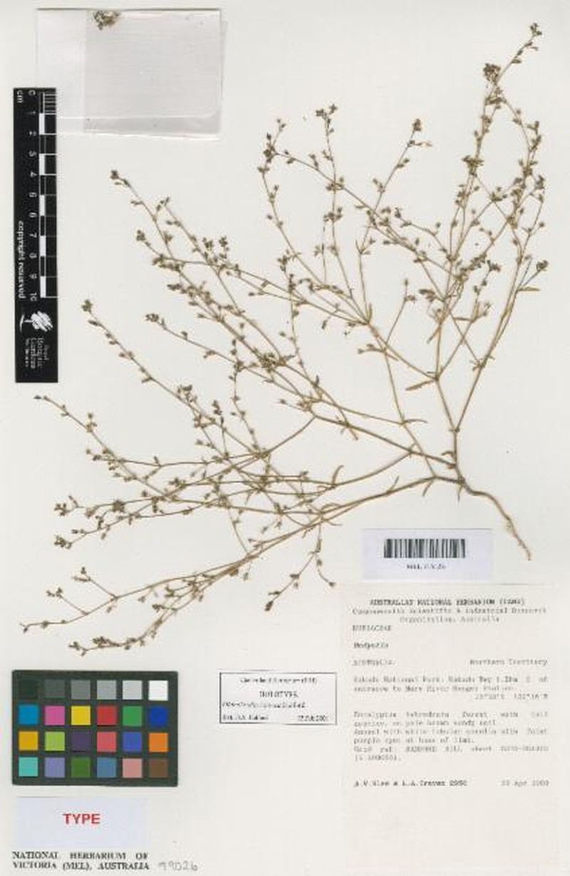 Scleromitrion intonsum