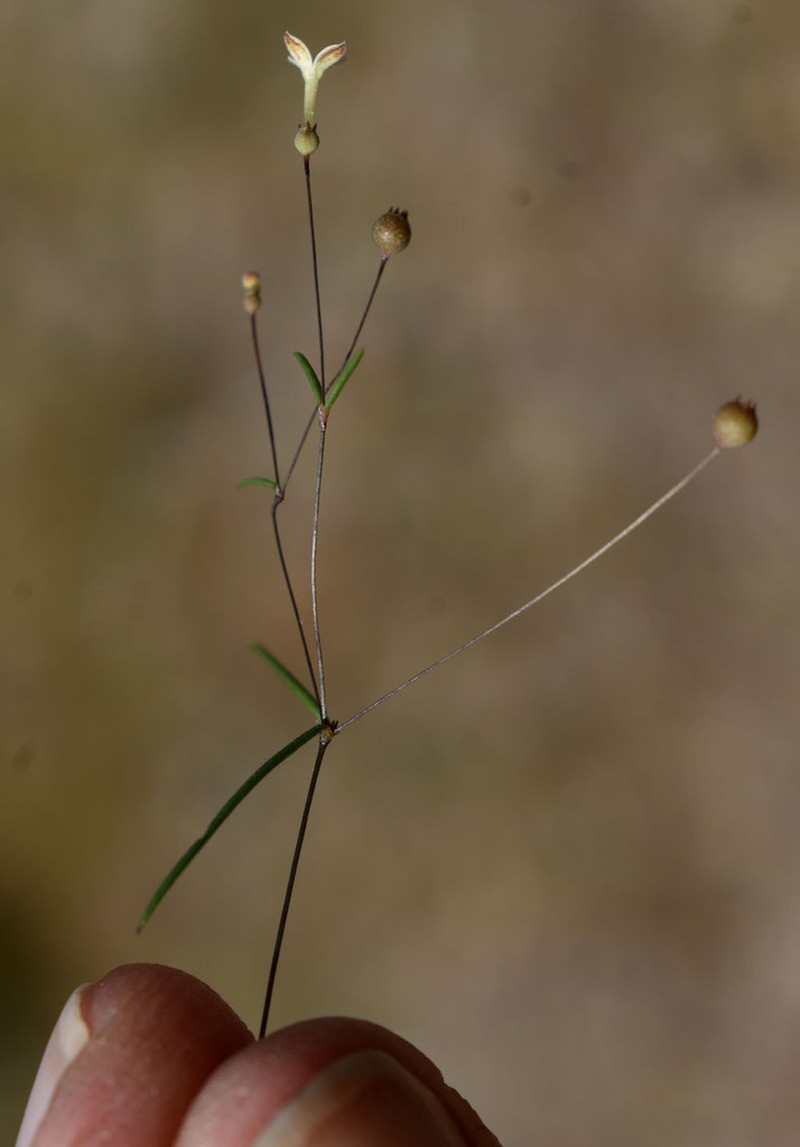 Scleromitrion laceyi