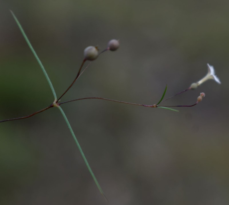 Scleromitrion laceyi photo 2