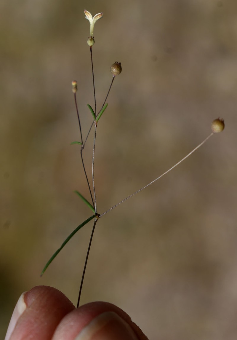 Scleromitrion laceyi photo 5