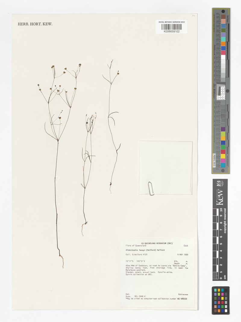 Scleromitrion laceyi photo 6